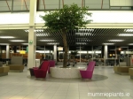 camelia-tree-schipol-airport-2