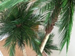 Preserved Phoenix Palm Tree