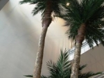 Preserved Phoenix Palm Tree