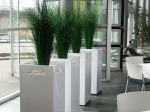 Grasses-in-carrier-planters