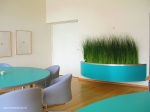 Grasses-in-custom-made-planter