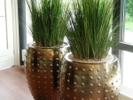 Preserved Grasses Seaside Arrangement