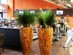 washingtonia-in-wood-planter