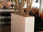 ghostwood-in-white-planter