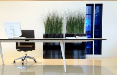 modern office scene with Mummie Plants grasses as decor