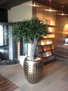 Olive Tree in Stylish Planter by Mummie Plants