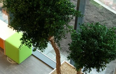 Two indoor Pittosporum trees seen from overhead