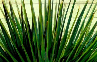 Chamaerops Palm, Preserved - Close up of leaves