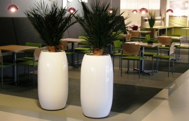 Business canteen with two phoenix plants in dubai planters