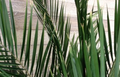 Phoenix Roebelenii Palm, close-up of leaves