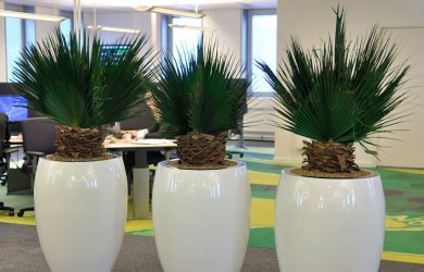 3 washingtonia plants in office